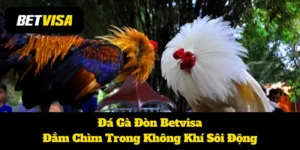 Đá Gà Đòn Betvisa: Đắm Chìm Trong Không Khí Sôi Động