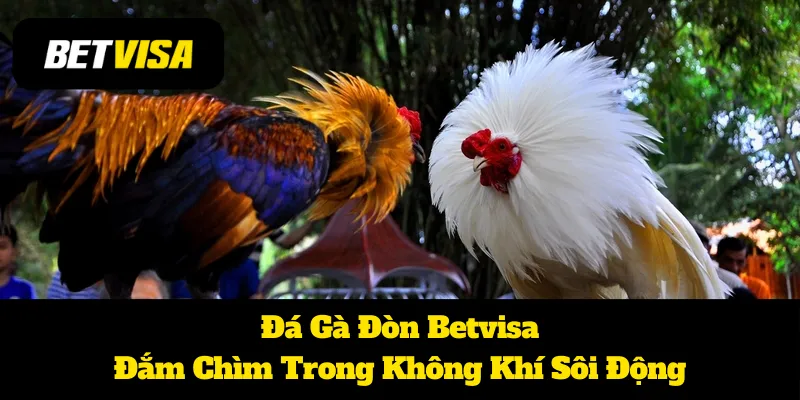 Đá Gà Đòn Betvisa: Đắm Chìm Trong Không Khí Sôi Động