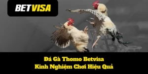 Đá Gà Thomo Betvisa: Kinh Nghiệm Chơi Hiệu Quả